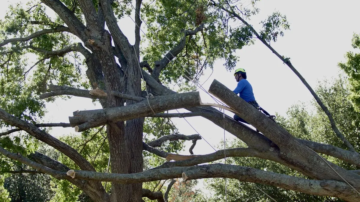 Professional Crown Thinning performed by certified arborists in Edgewater